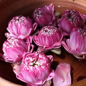 Pink Bowl Seeds - Image 1