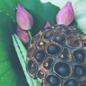 Pink Lotus Seeds - Image 1