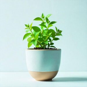Pots - Image 1